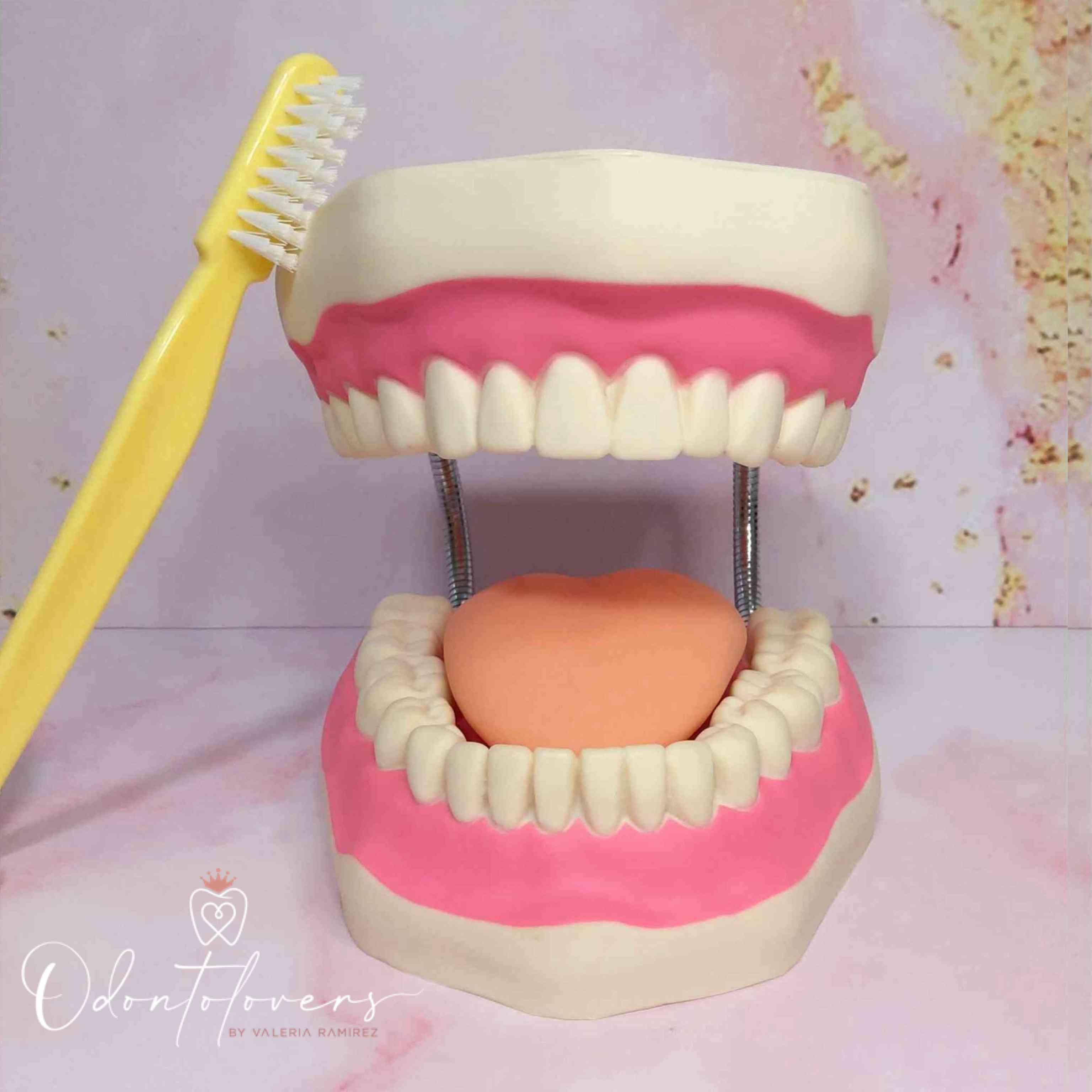 Macromodelo dental gigante