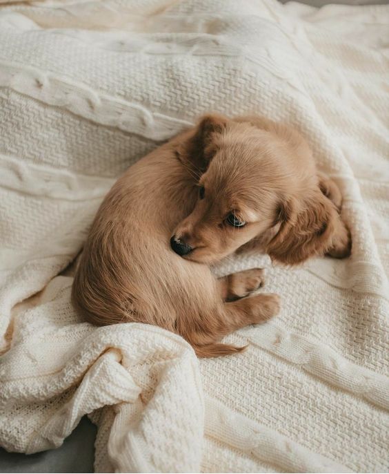 Mini Dachshund Puppies