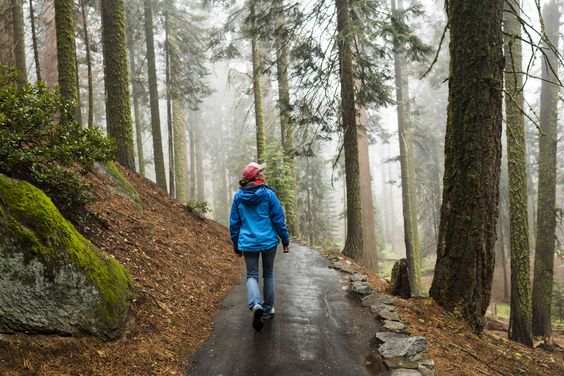 Nature Walks: Benefits for Physical and Mental Wellness