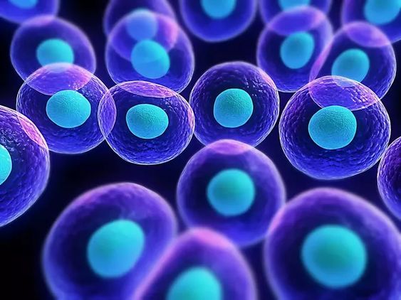Understanding Blood Plasma Therapy