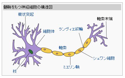 人間の脳を模倣した？「ニューラルネットワーク」とは何か。 ｜ SiTest