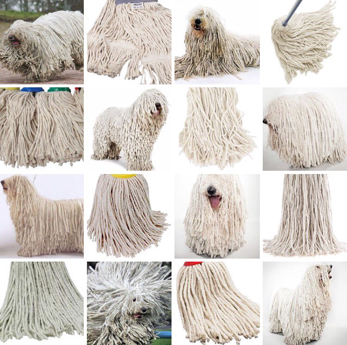 komondor_mop