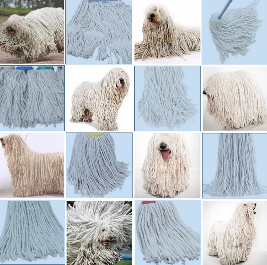 komondor_mop2