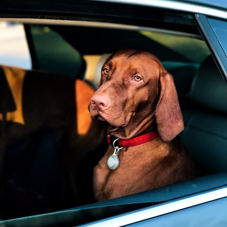 Trasporto cani in auto: cosa dice la legge