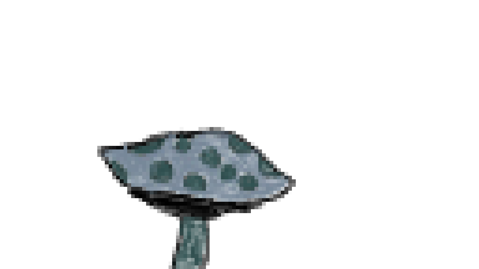 exotic mushroom  