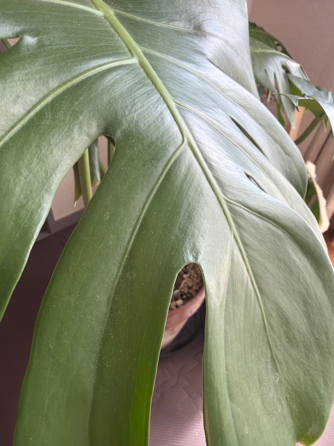 スマホ通常出品テスト