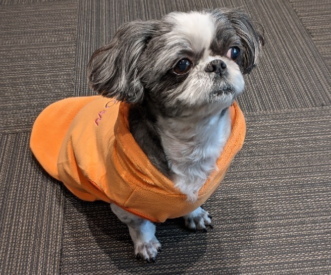 【現役アプリエンジニアが】スマホアプリ開発の相談に乗ります！