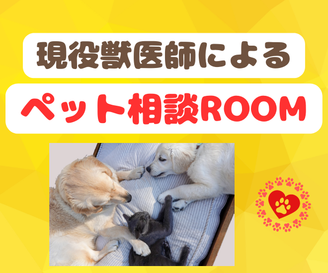 【ペットの相談】現役獣医師がお答えします