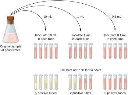 A diagram where the original sample of pond water is diluted into tubes containing lactose broth (a pink broth). 10 mL of the sample is placed into each of 5 lactose broth tubes. Another 5 tubes get 1 mL each of the sample. Another 5 tubes get 0.1 mL of sample. After 24 hours of incubation at 37°C some tubes have a color change. All of the 5 tubes containing 10 mL of the sample turned yellow and show gas in the smaller inner tube. 2 of the 5 tubes that got 1 mL of the original sample turned yellow and show gas; 3 of these tubes remain pink. All of the tubes that got 0.1 mL of the original sample remain pink.