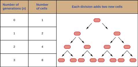 In generation 0 there is 1 cell. In generation 1 there are 2 cells. In generation 2 there are 4 cells. In generation 3 there are 8 cells.
