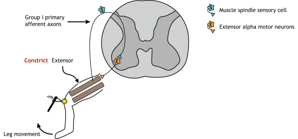 Illustration of leg and spinal cord showing synapses involved in the stretch reflex. Details in caption.