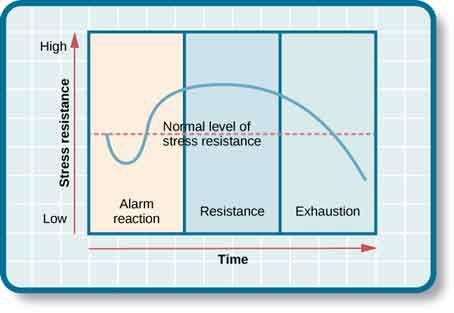 A graph shows the three stages of Selye’s general adaption syndrome: alarm reaction, resistance, and exhaustion. The x-axis represents time while the y-axis represents stress levels. The x-axis is labeled “Time” and the y-axis is labeled “Stress resistance.” The graph shows that an increase in time and stress ultimately leads to exhaustion.