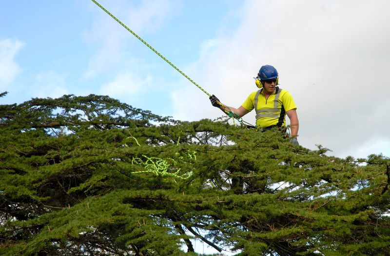 LANTRA Tree Climbing & Aerial Rescue - Refresher - H&W Training ...