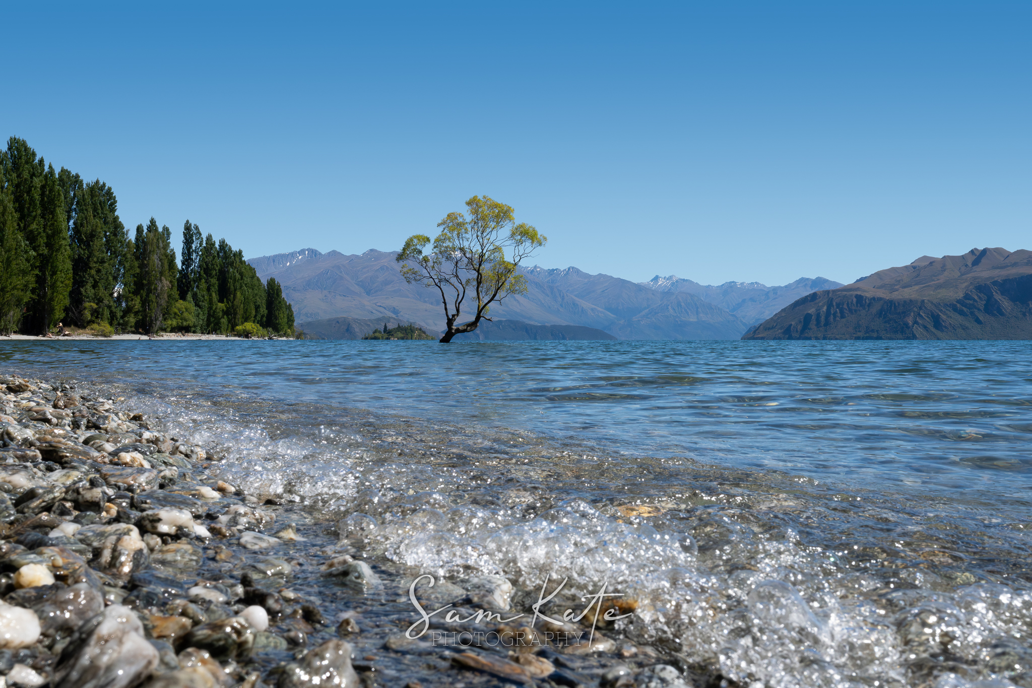 That Wanaka Tree - Photograph by Sam Kate