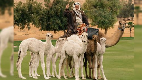 I Didn’t Expect to Watch Bryson DeChambeau Milk a Camel Today, But Here We Are