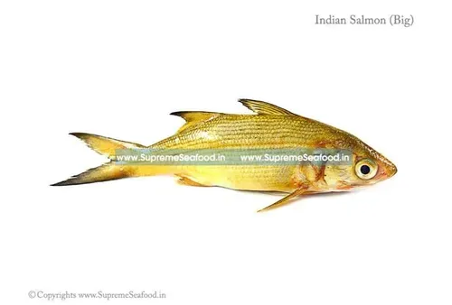 Indian Salmon Big Whole / Kaala Fish