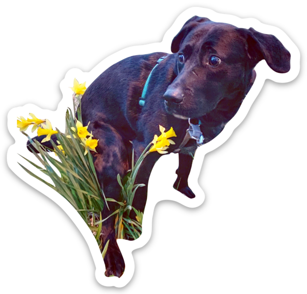 Die cut stickers