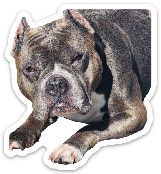 Die cut stickers