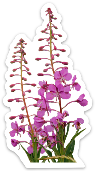 Die cut stickers