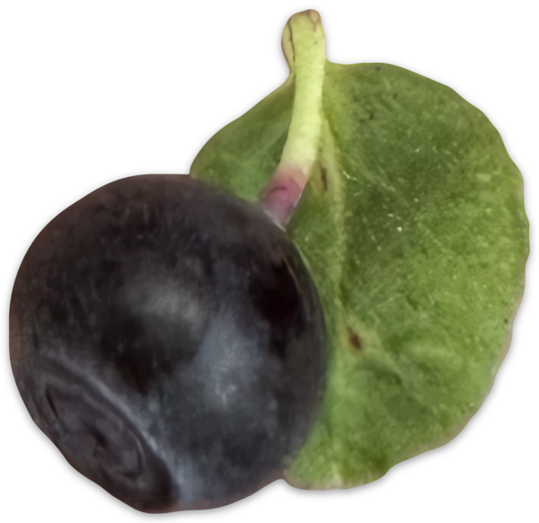 Transfer stickers (color)