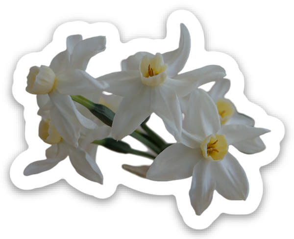 Adesivi a taglio completo