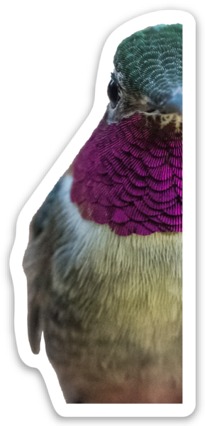 Adesivi a taglio completo