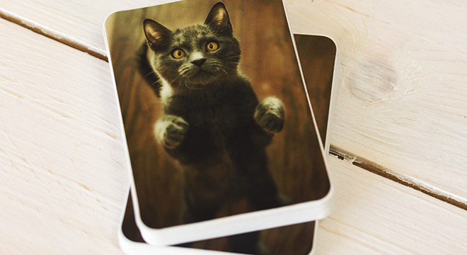 Poster ou Sticker personnalisé de votre chat - 16Cats