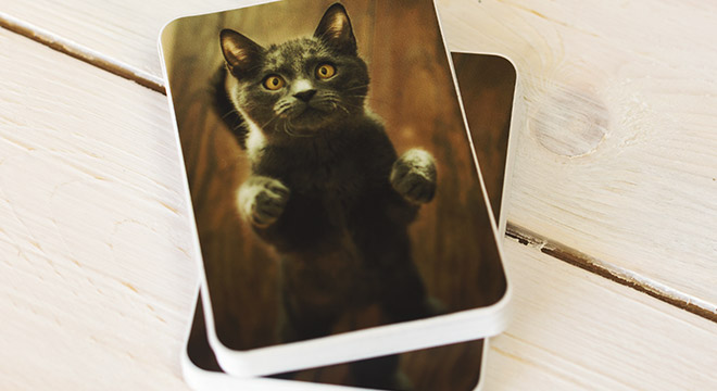 Custom Pet Cat Stickers - Sticky Brand