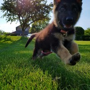k9servicesunlimited