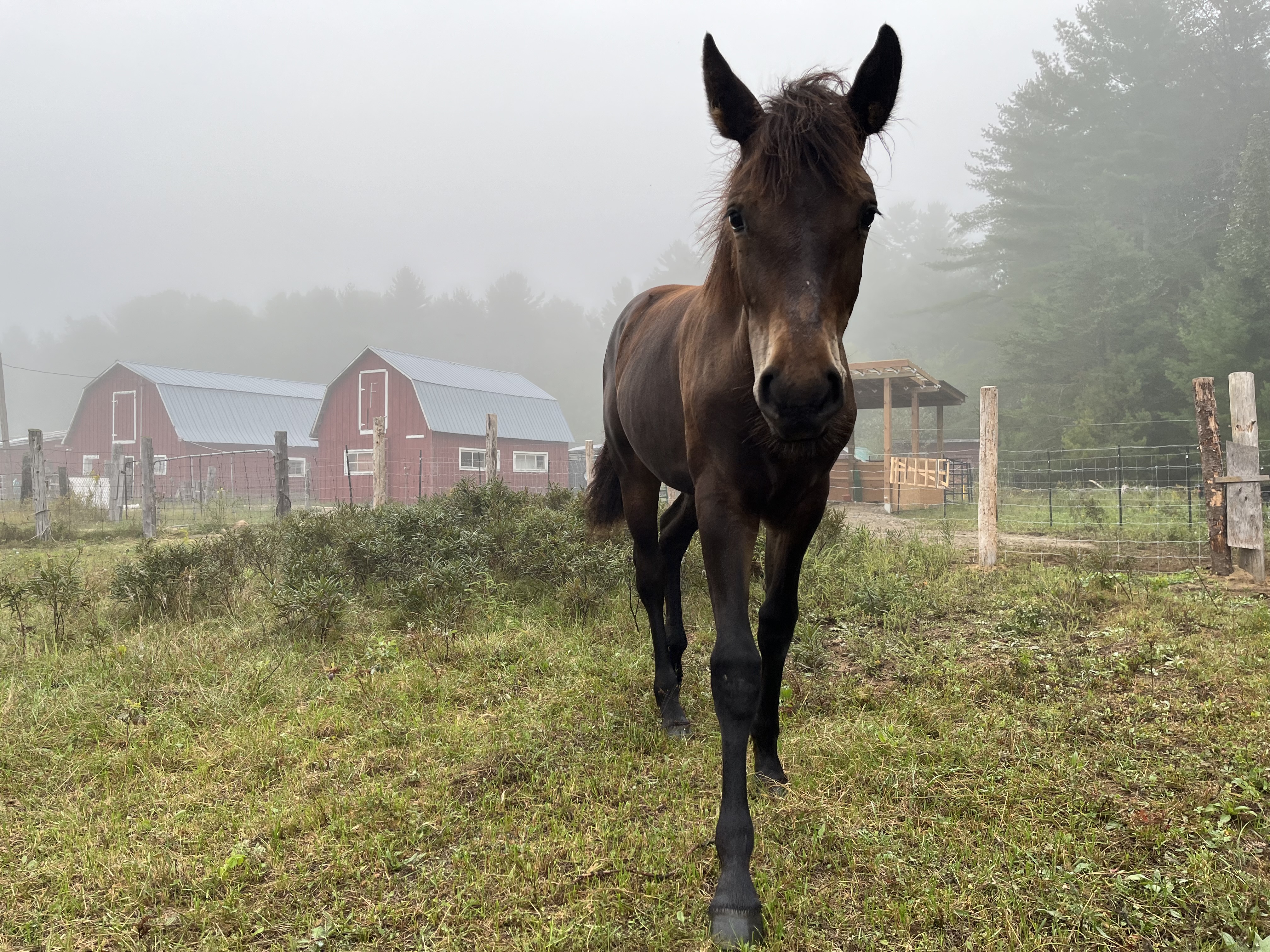 Tilly in the mist 