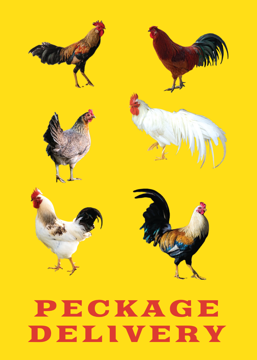 Chicken's