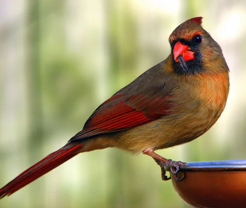 Northern Cardinal perched on a branch with a crest and thick orange bill.