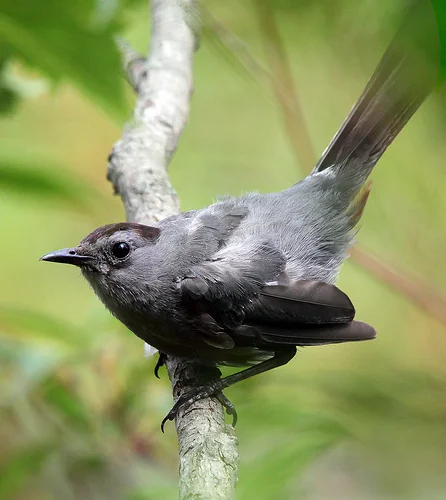 Gray Catbird perched on a branch with a slim dark bill and smooth gray body.