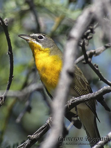 Yellow-breasted Chat perched with a heavier body, bright throat, and long tail.