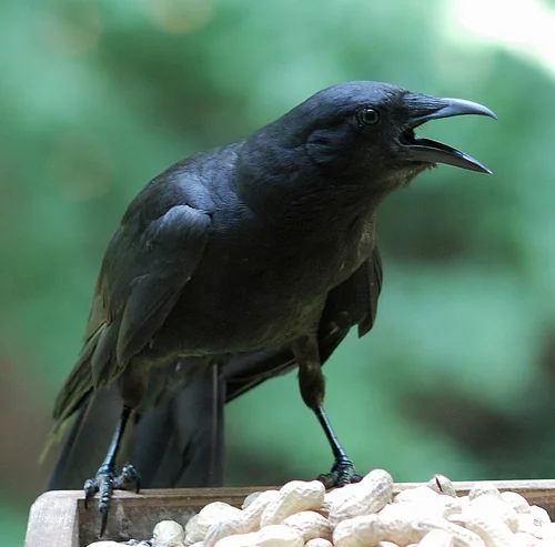 American Crow perched in profile on a branch.