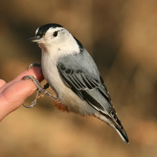 White-breasted Nuthatch clinging to bark with a white face and dark cap.