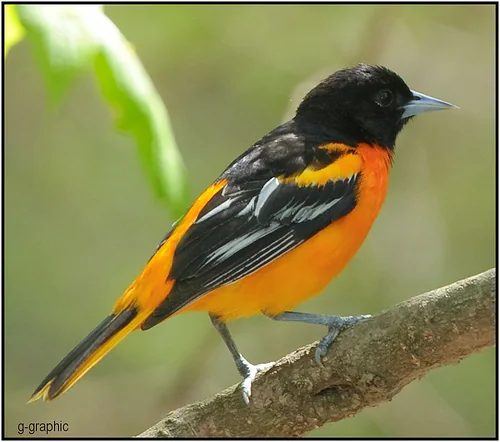Baltimore Oriole with bright orange and black plumage perched on a branch.