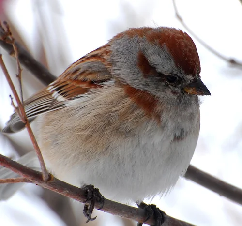Chipping Sparrow perched on a branch with a crisp face pattern and clean underparts.