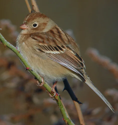 Field Sparrow perched on a branch with a plain face and soft buff tones.