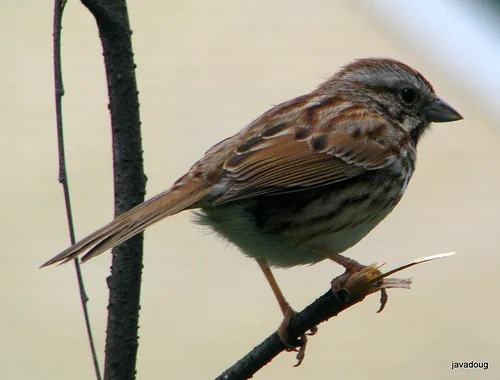 Song Sparrow perched with heavy breast streaking and a central breast spot.