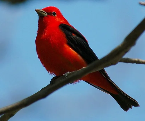 Scarlet Tanager perched with vivid red plumage and dark wings.