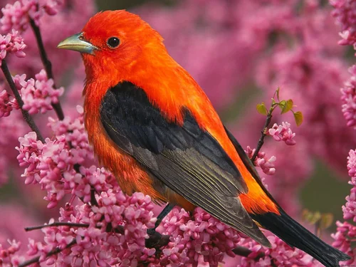 Summer Tanager perched with a fuller body and even red tones.