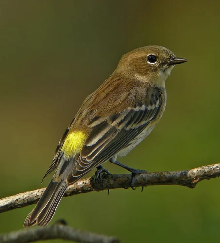 Myrtle Warbler perched on a branch with a gray body and bright yellow patches.