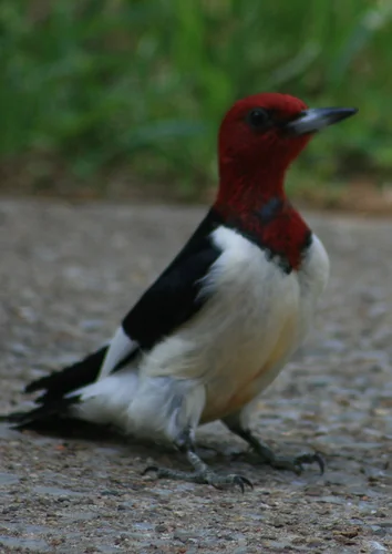 Red-headed Woodpecker perched on a branch with a solid red head and strong bill.