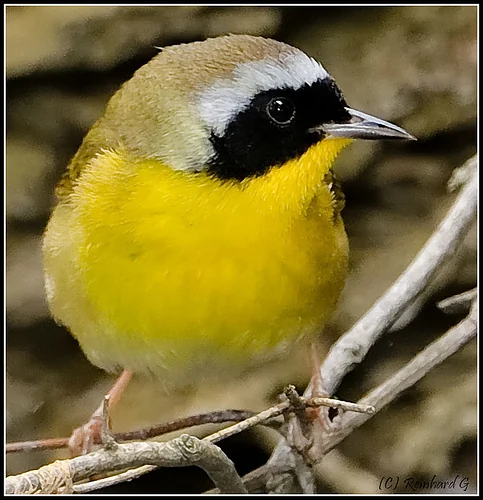Common Yellowthroat perched on a branch with bright yellow underparts.