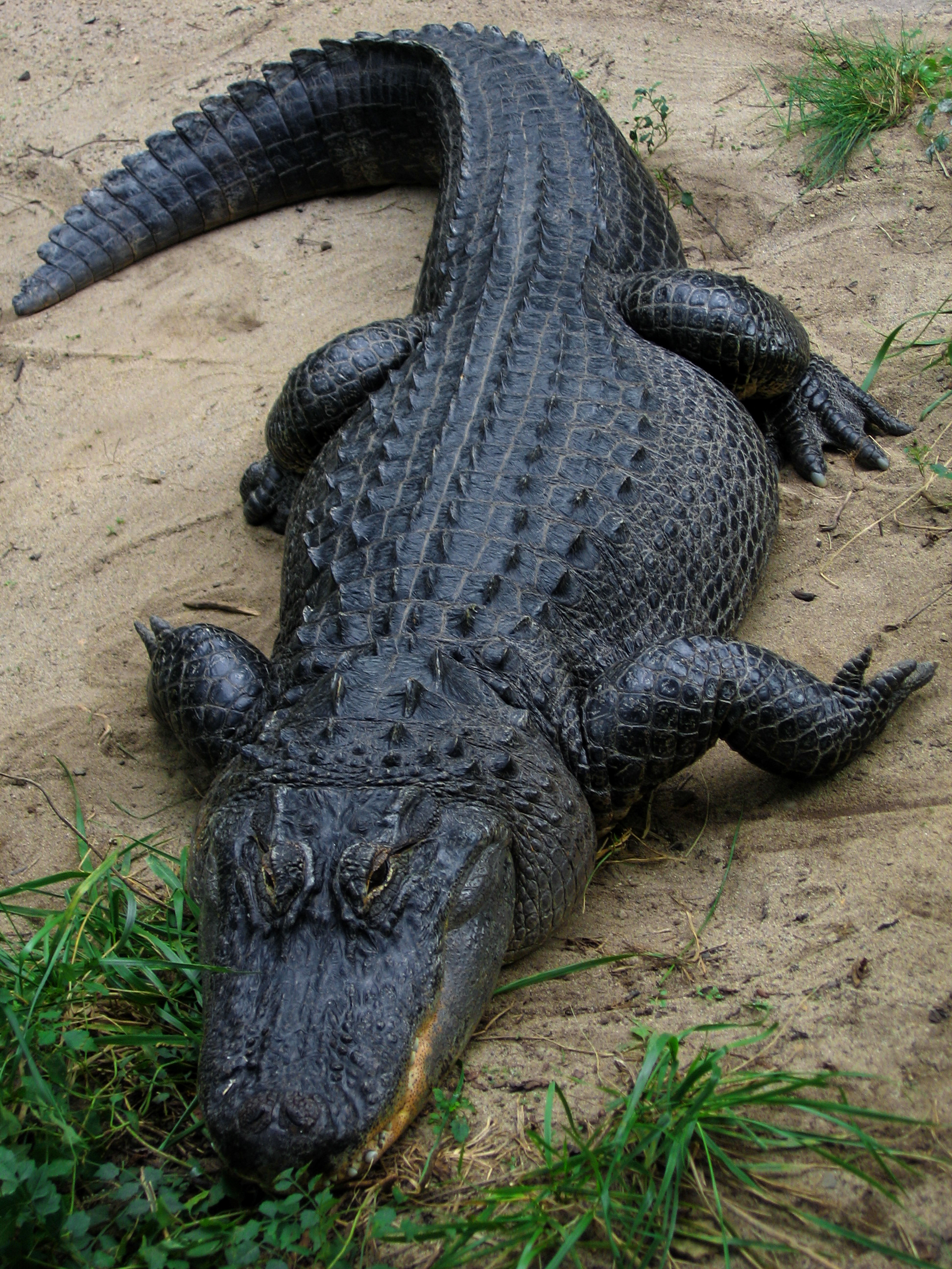 State Reptile of the United States