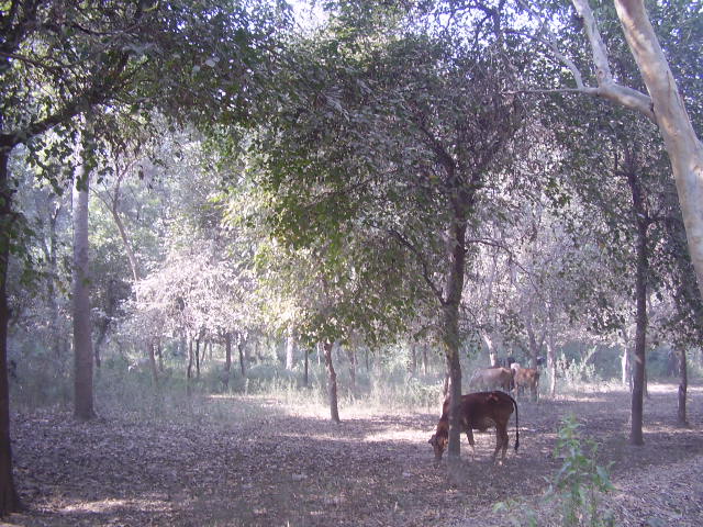 Jungle in Sahiwal, Punjab