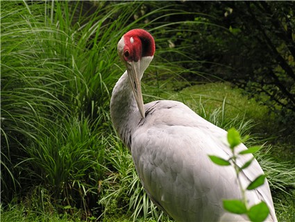 The sarus crane, like most cranes, mates for life and pairs dance