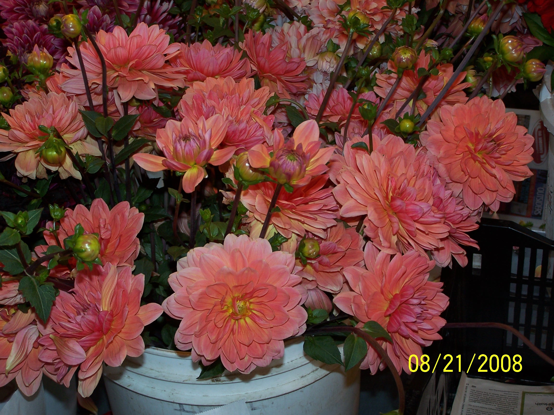 Dahlia - Dahlia pinnata