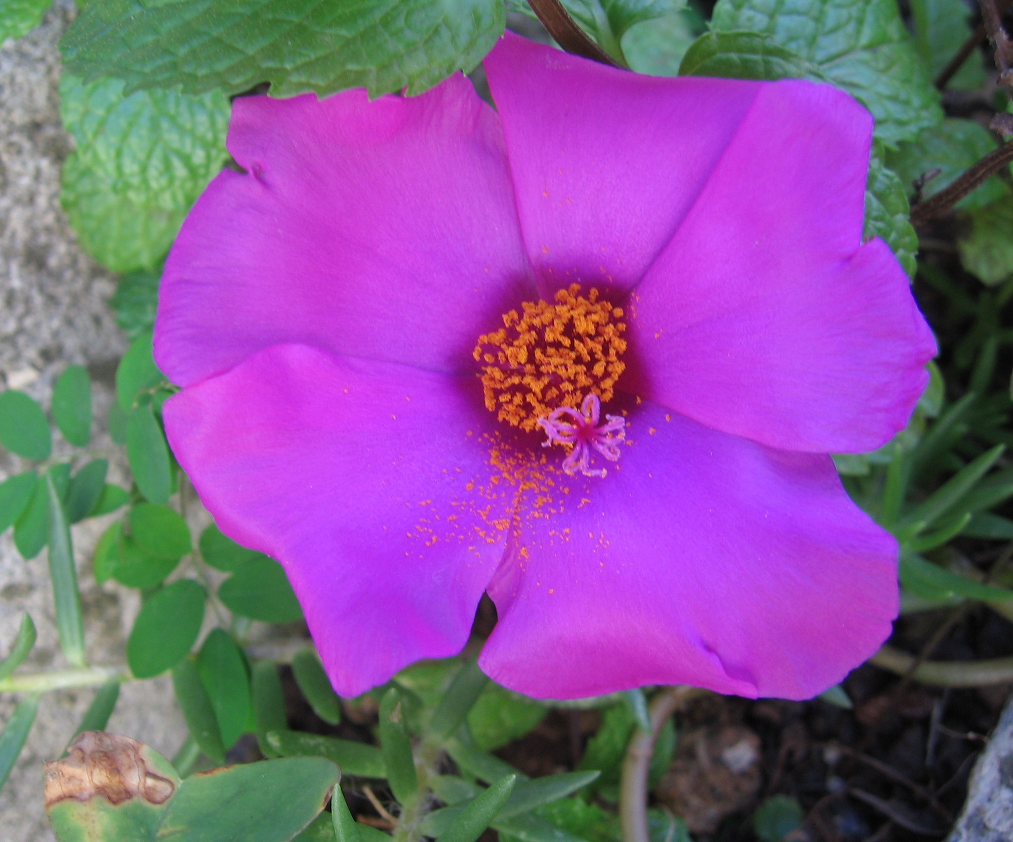Traditional Brazilian flower
